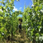 The Next Gen of French Viticulture 15