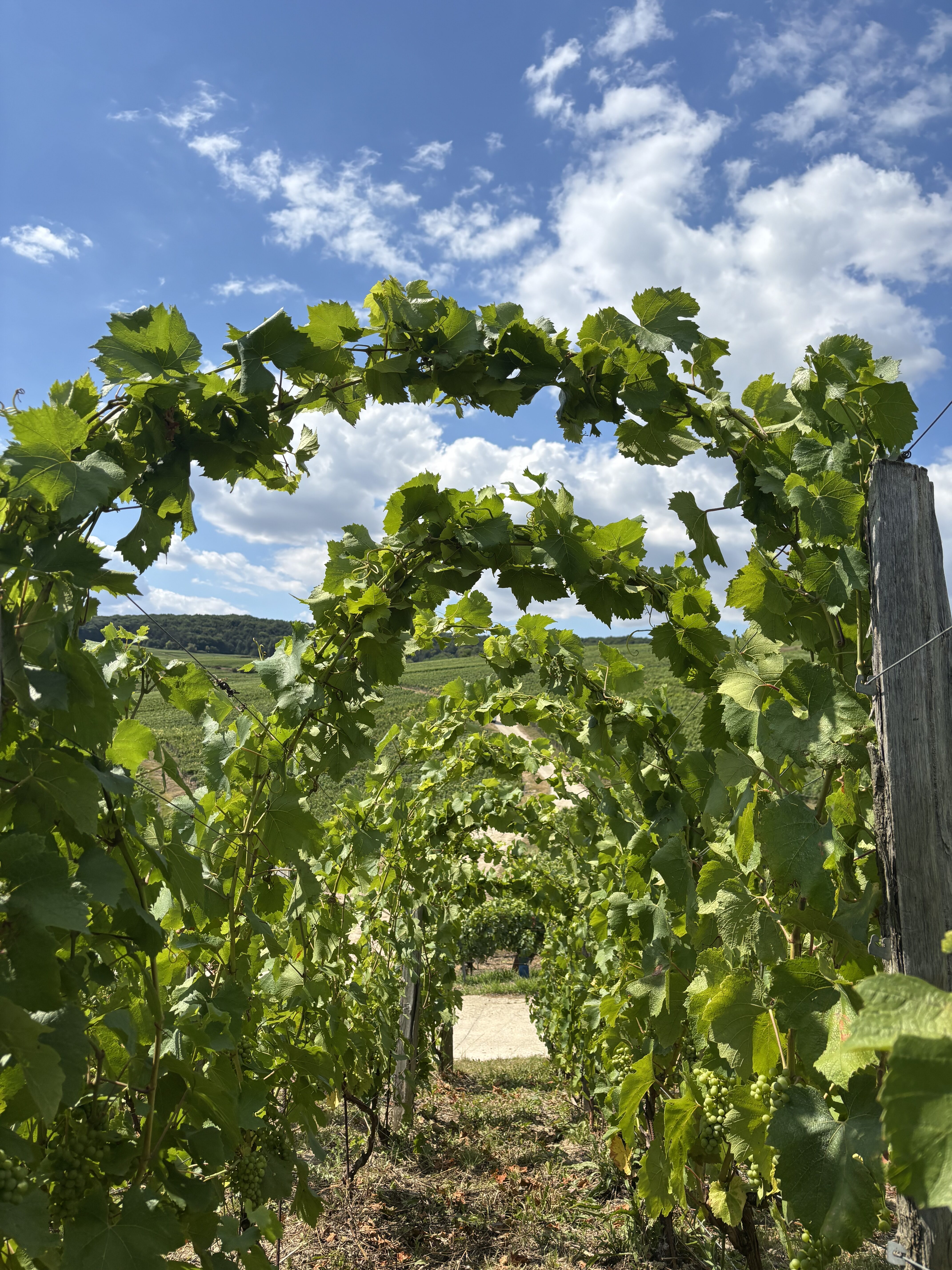 The Next Gen of French Viticulture 17