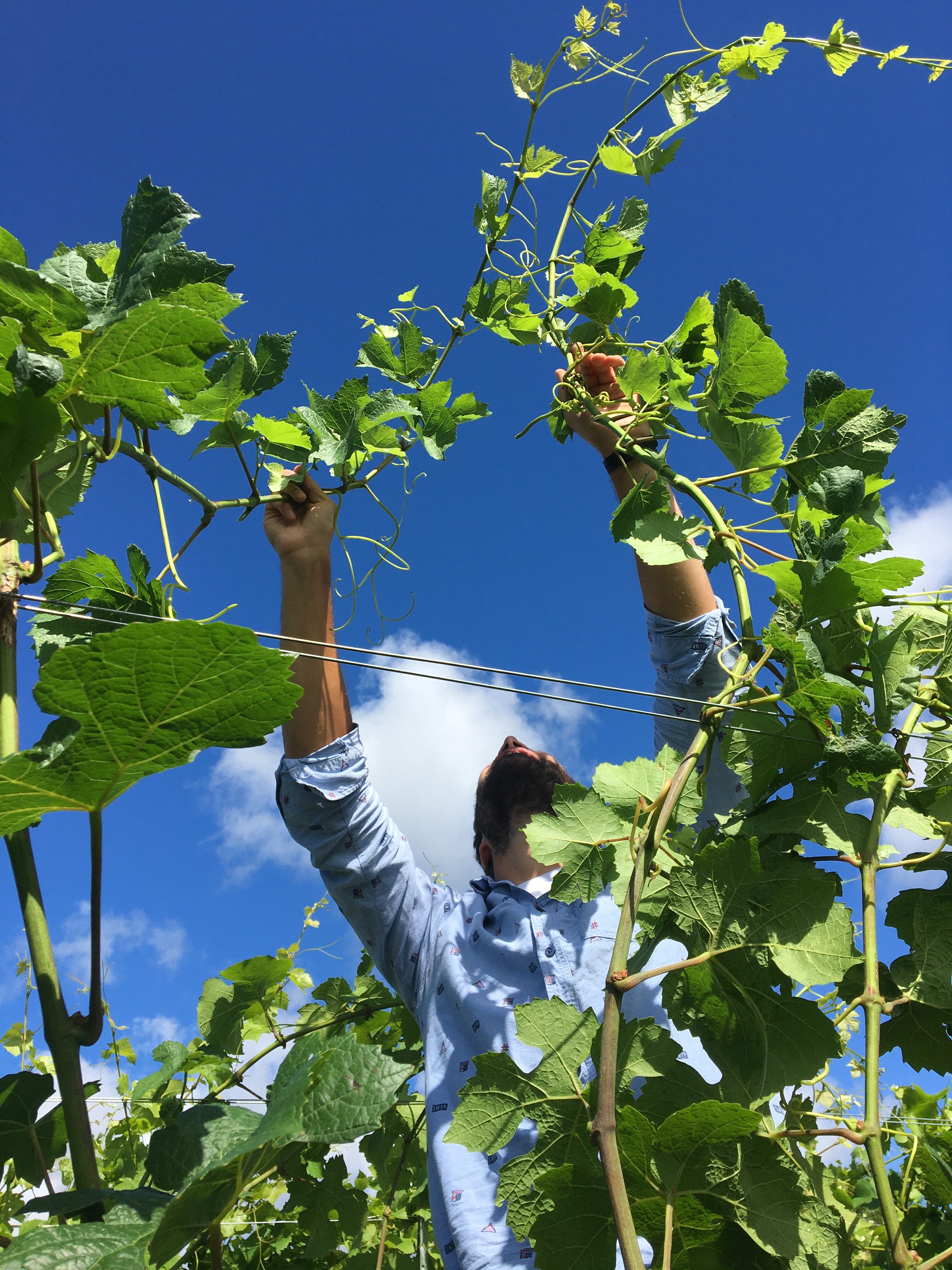 The Next Gen of French Viticulture 18
