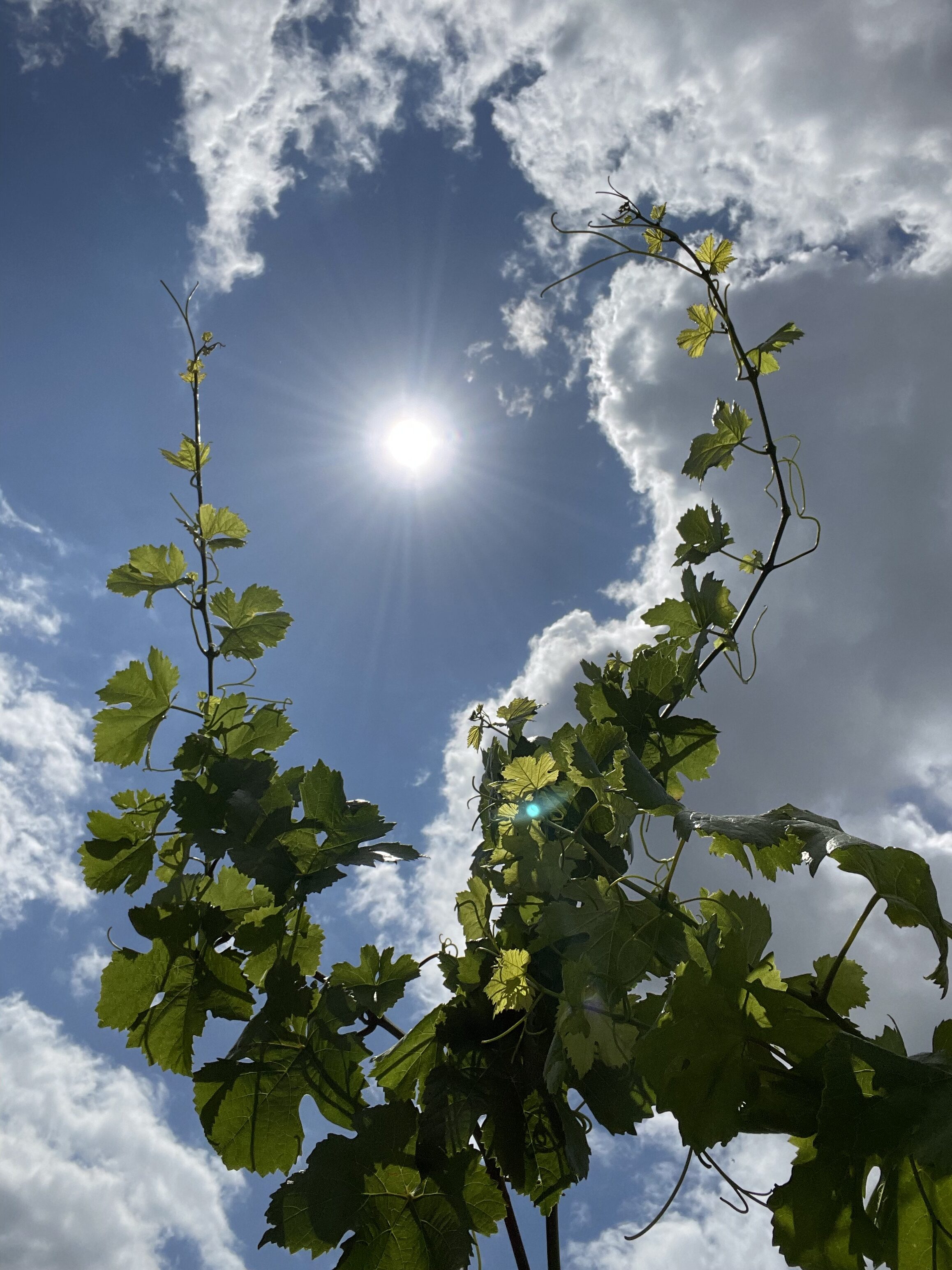 The Next Gen of French Viticulture 19