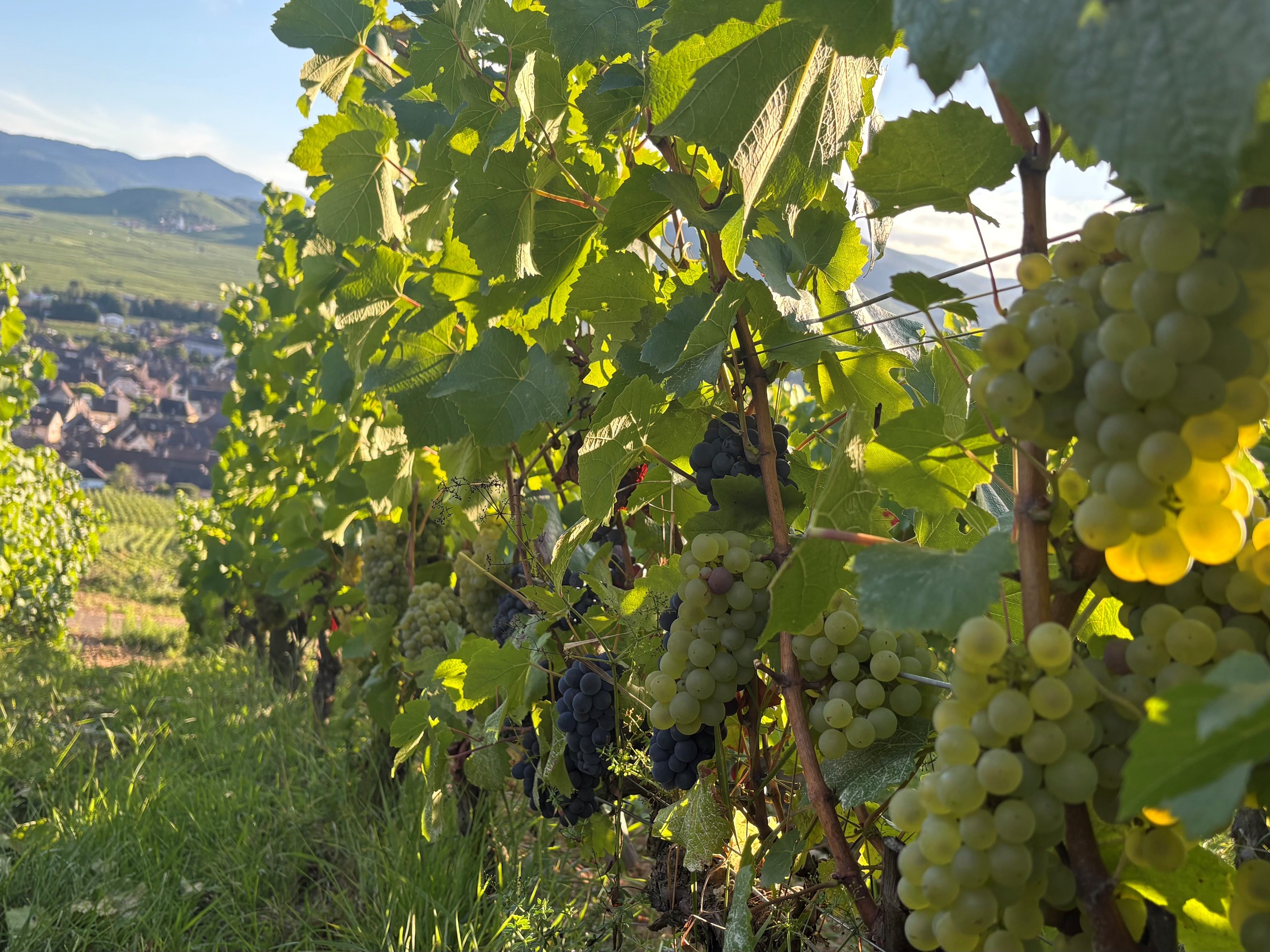 The Next Gen of French Viticulture 23