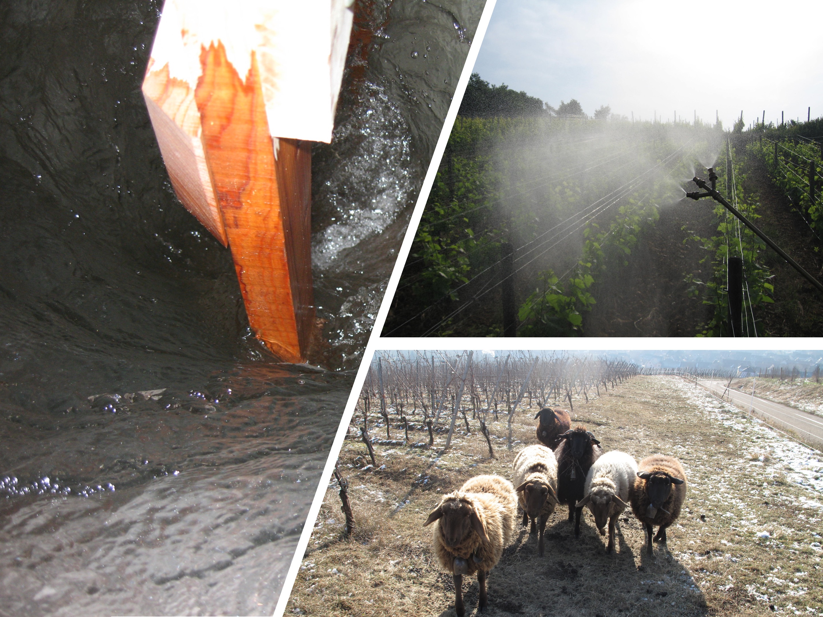 The Next Gen of French Viticulture 24