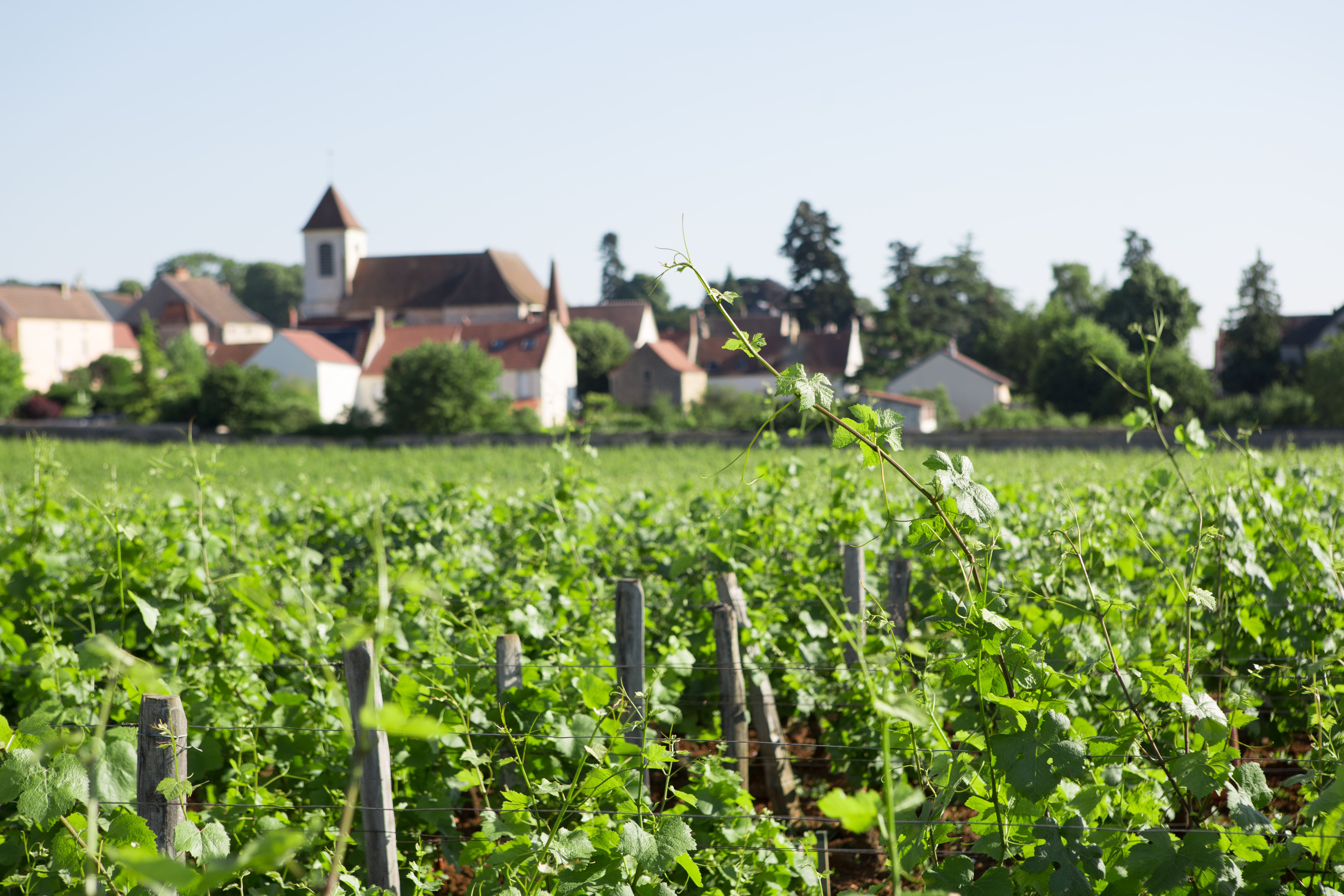 The Next Gen of French Viticulture 30