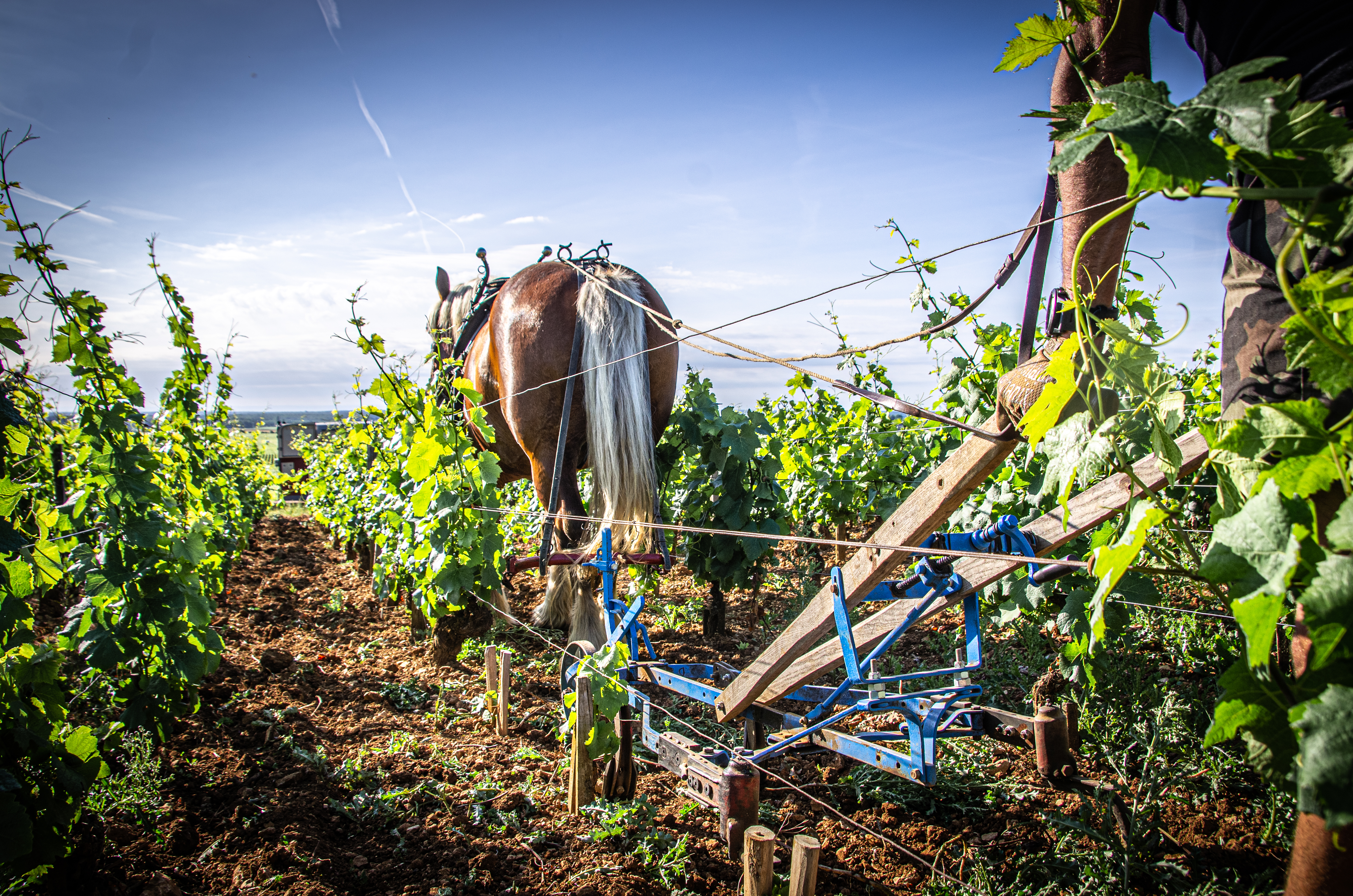 The Next Gen of French Viticulture 31