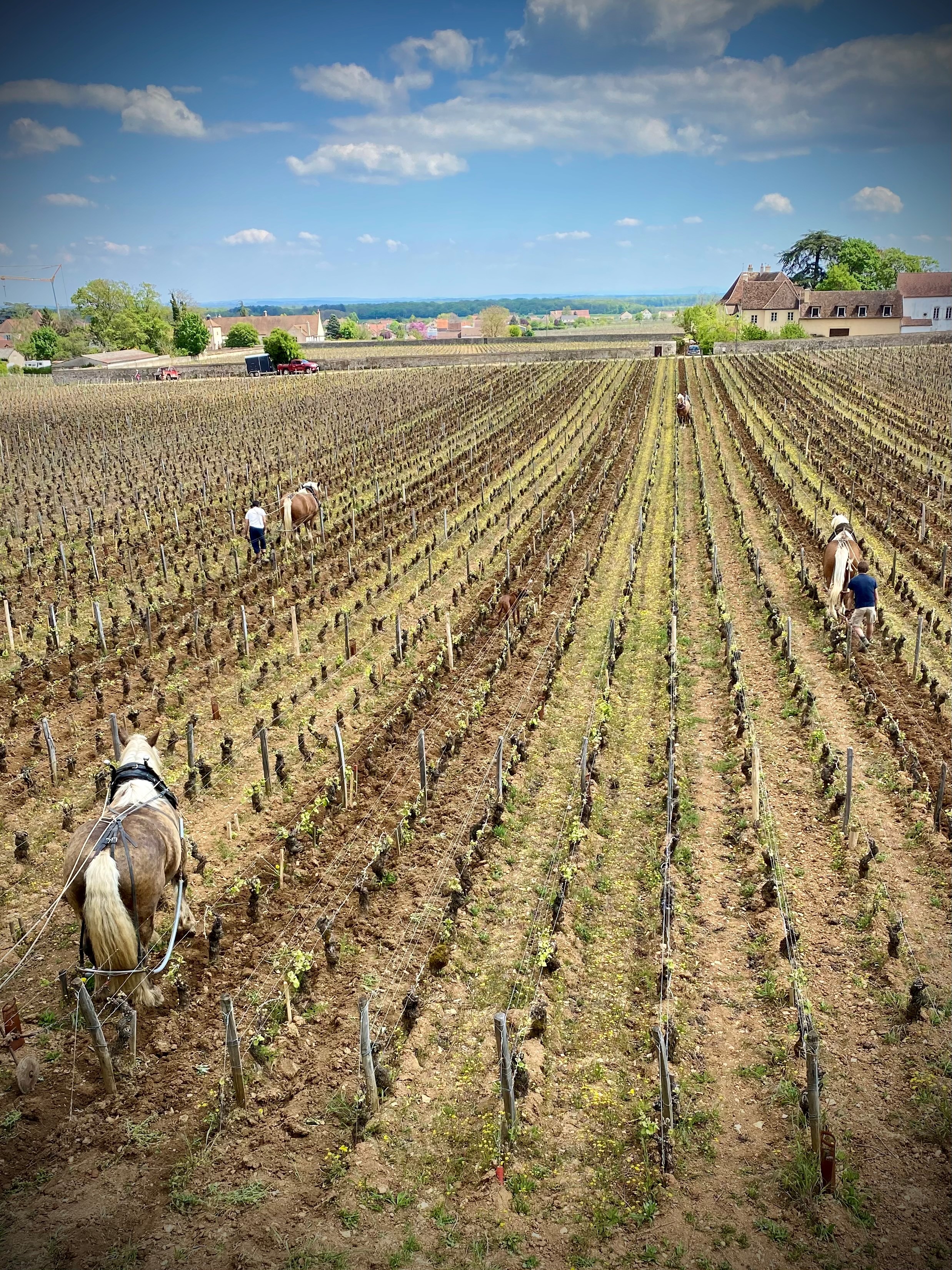 The Next Gen of French Viticulture 32