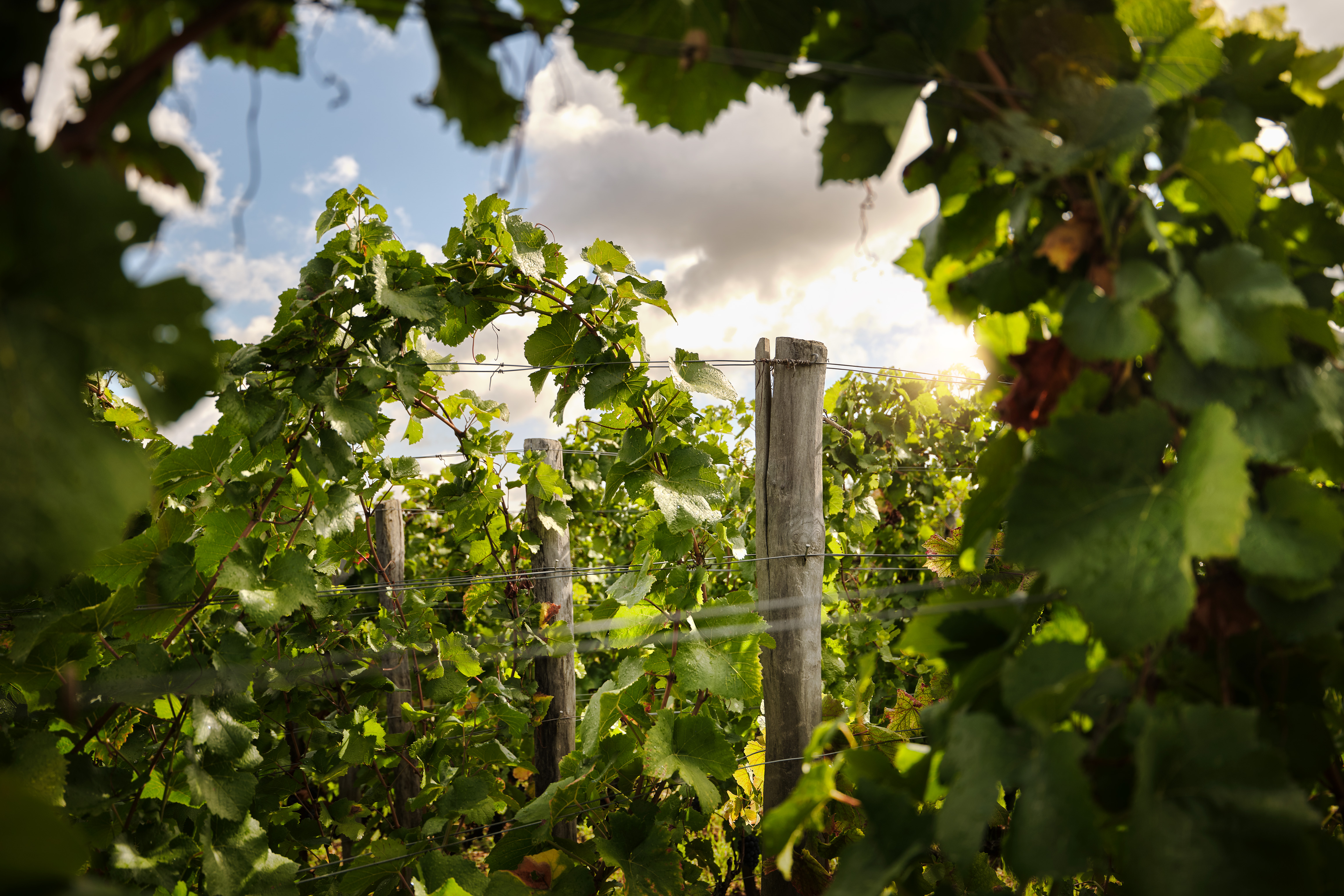 The Next Gen of French Viticulture 34