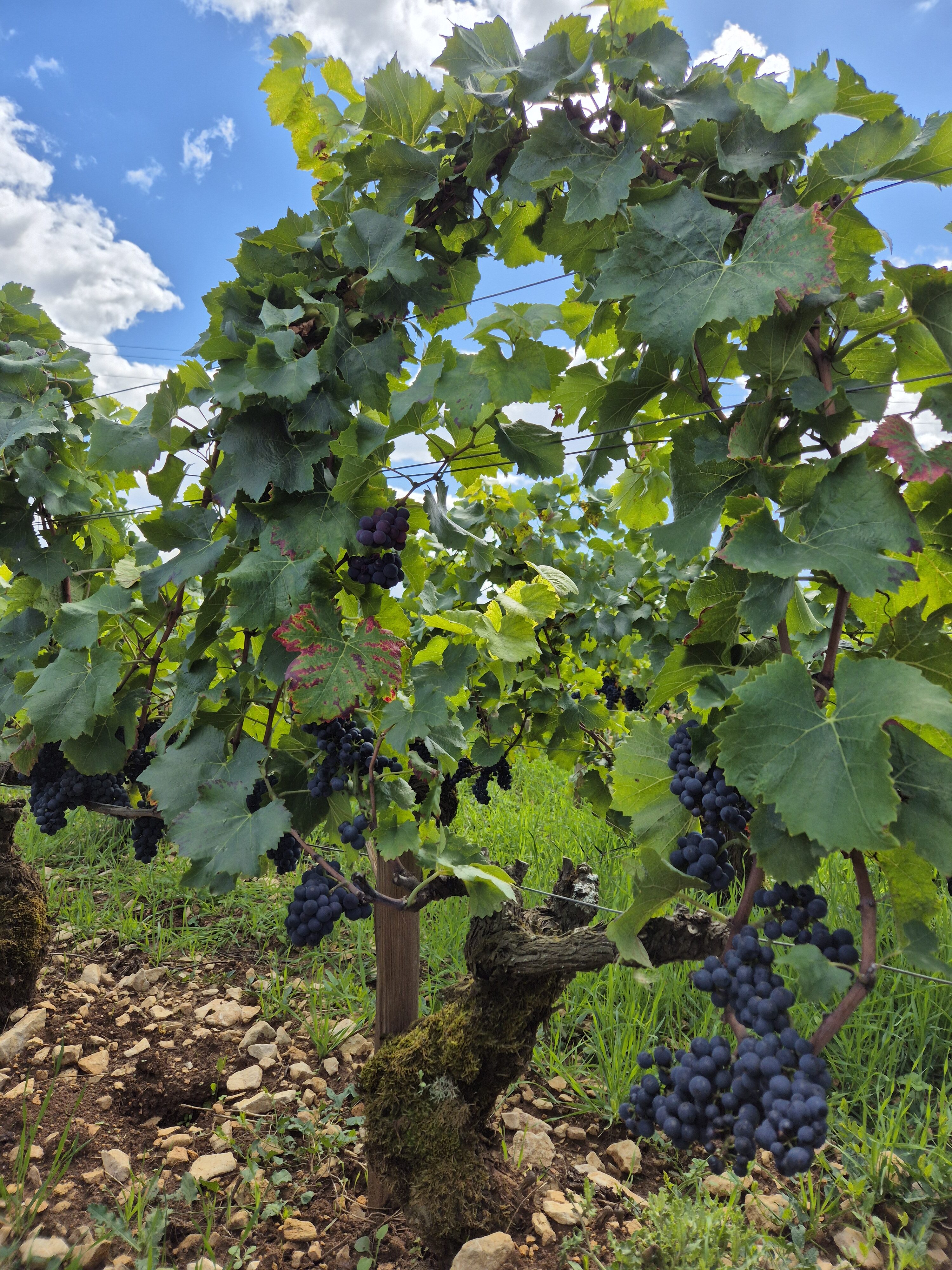 The Next Gen of French Viticulture 36