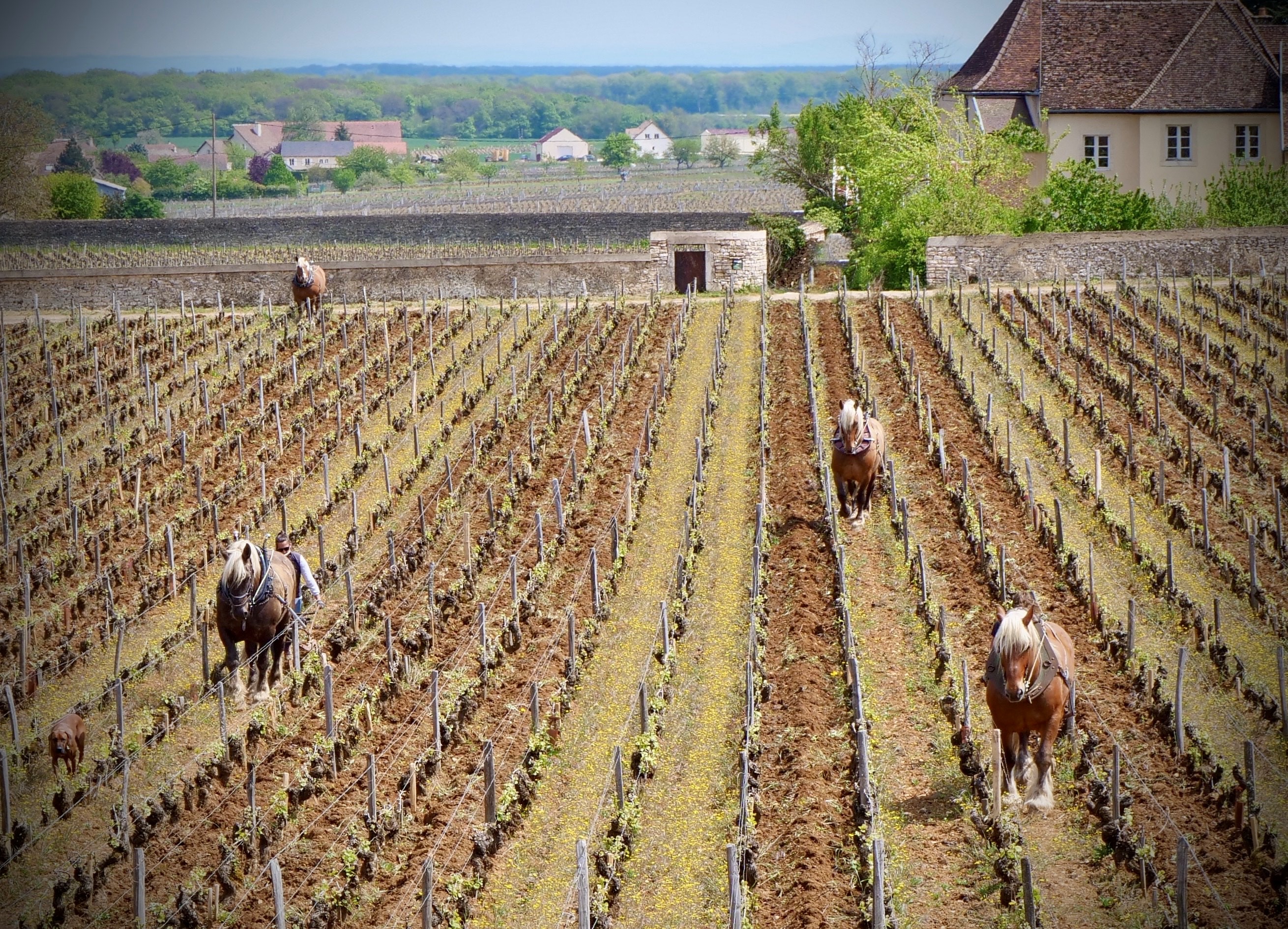 The Next Gen of French Viticulture 37