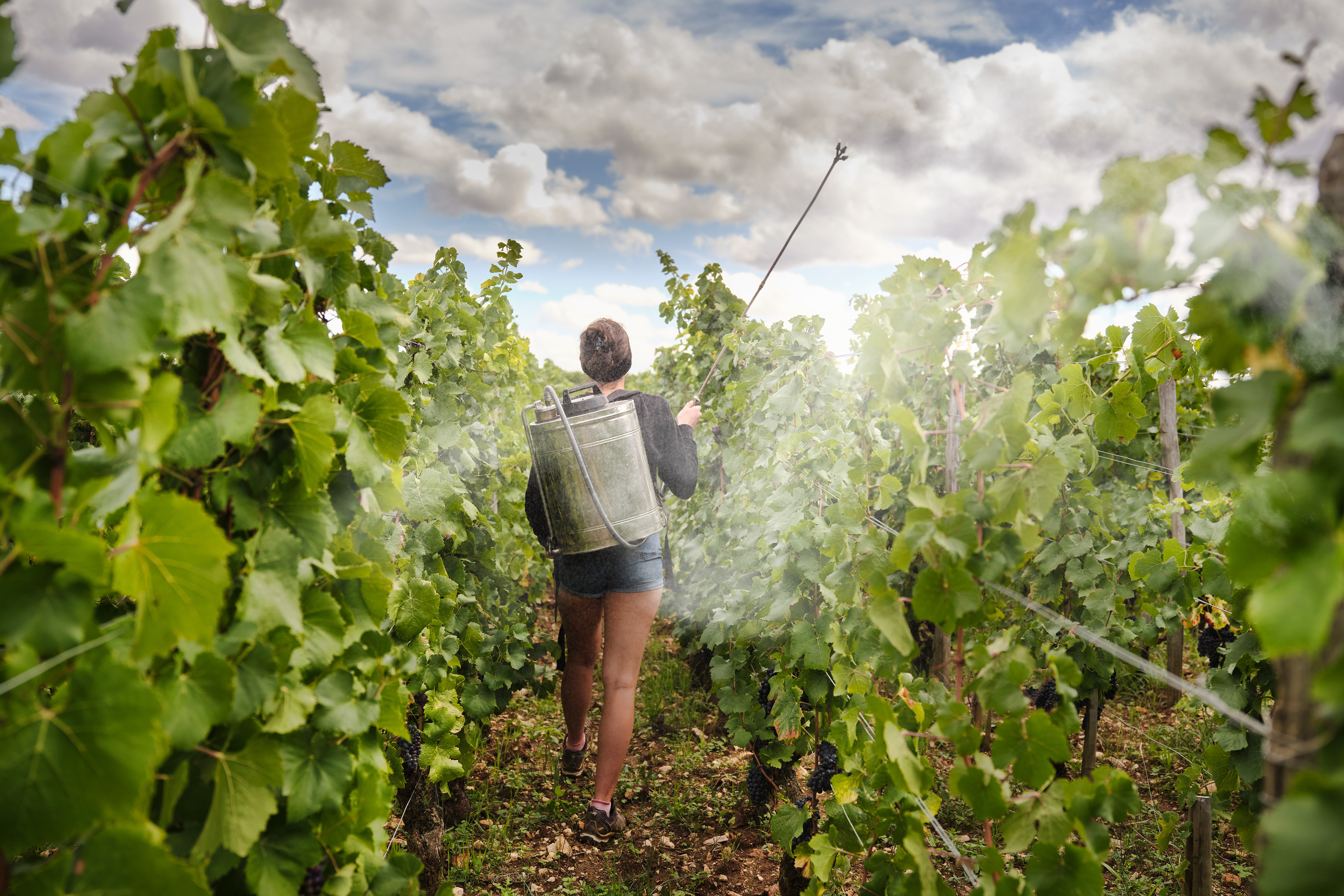 The Next Gen of French Viticulture 39
