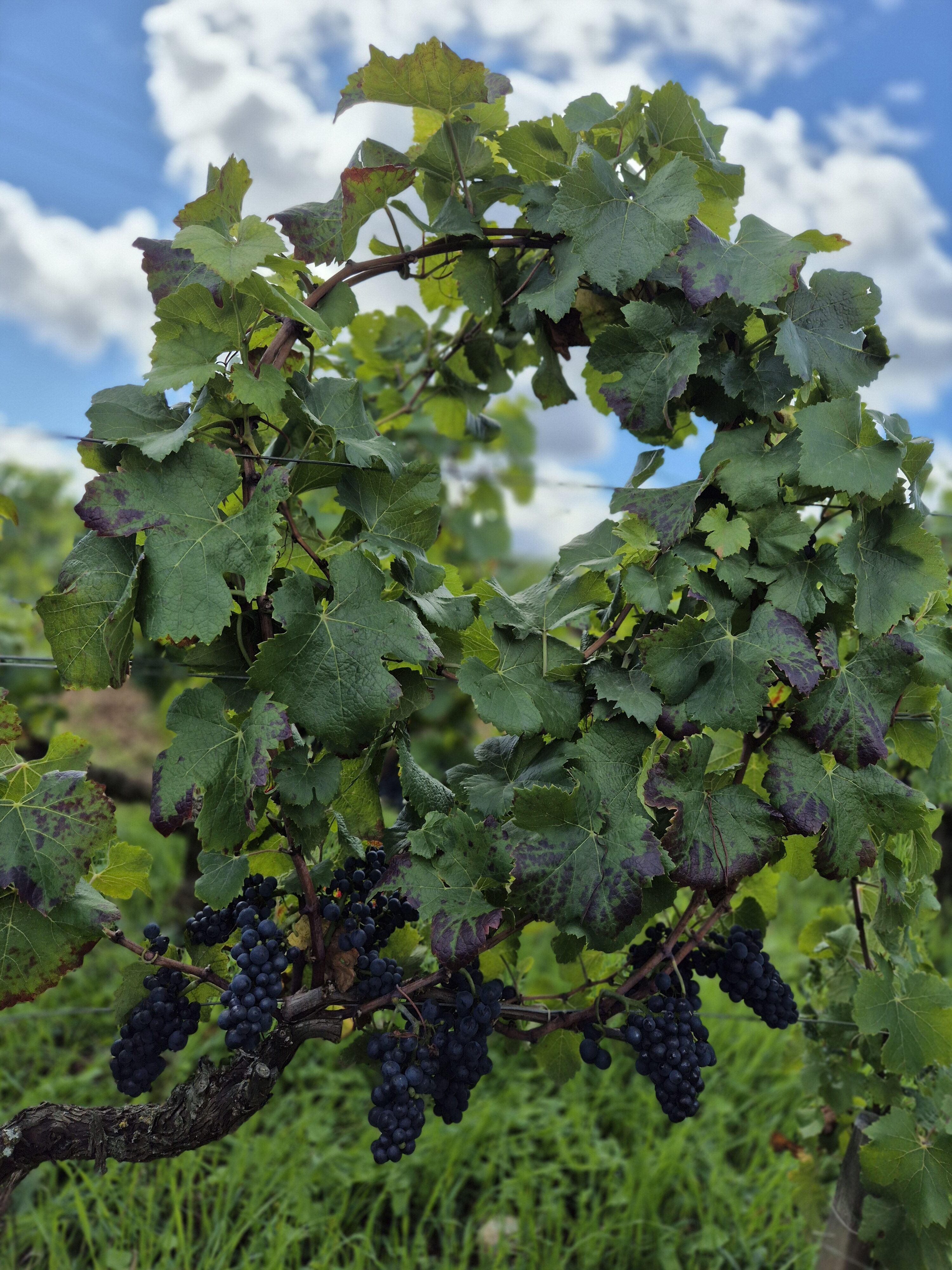 The Next Gen of French Viticulture 41