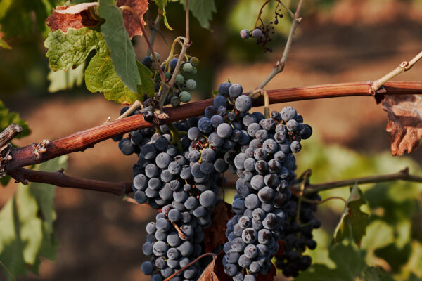 Exploring America's Heritage Vineyards 1