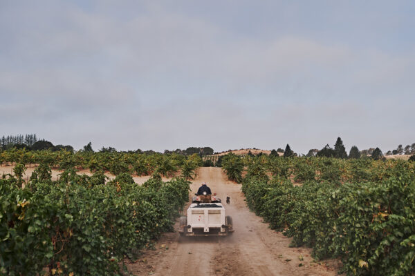 Exploring America's Heritage Vineyards 2