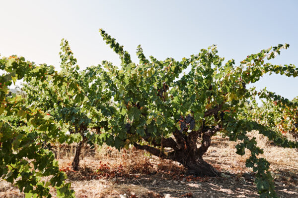 Exploring America's Heritage Vineyards 5