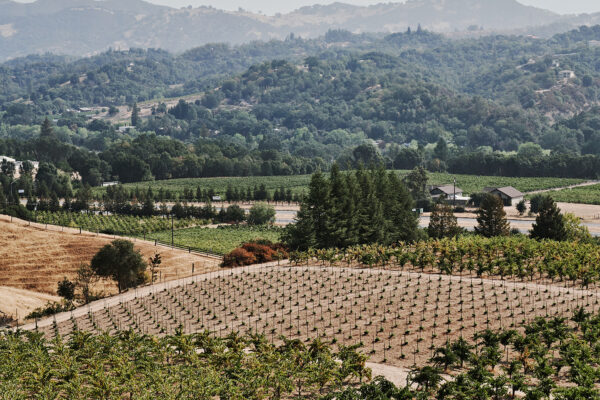 Exploring America's Heritage Vineyards