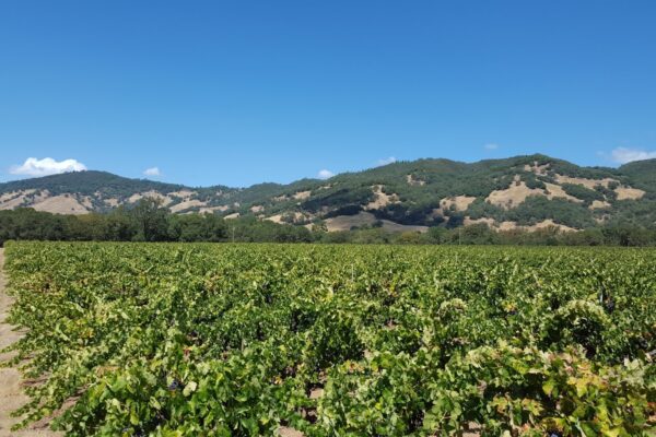 Exploring America's Heritage Vineyards 6