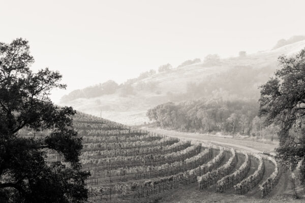 Exploring America's Heritage Vineyards 7