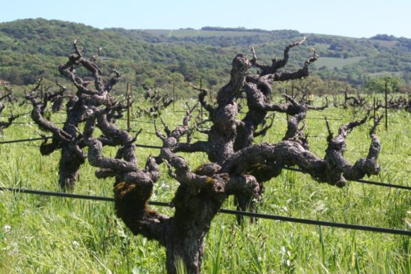 Exploring Heritage Vineyards from Our American Producers 1