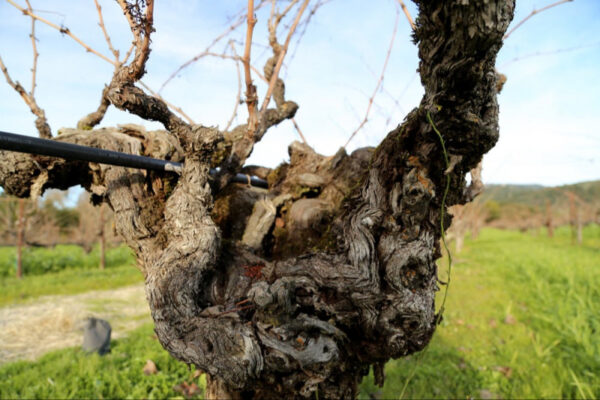 Exploring Heritage Vineyards from Our American Producers 2