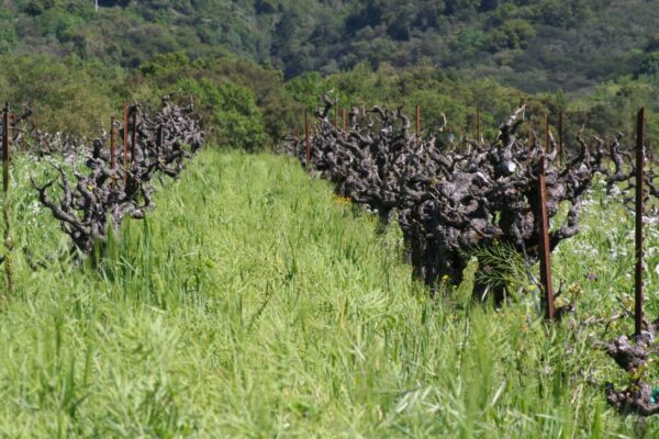 Exploring Heritage Vineyards from Our American Producers