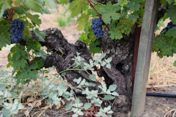 Heritage Vineyards 13