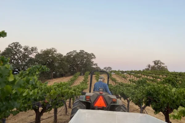 Heritage Vineyards 14