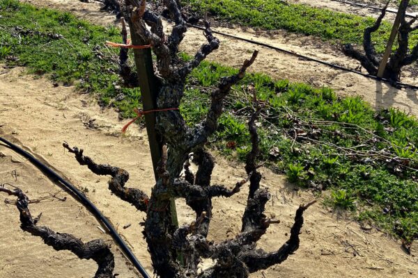 Heritage Vineyards 16