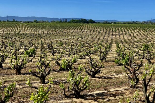 Heritage Vineyards 17