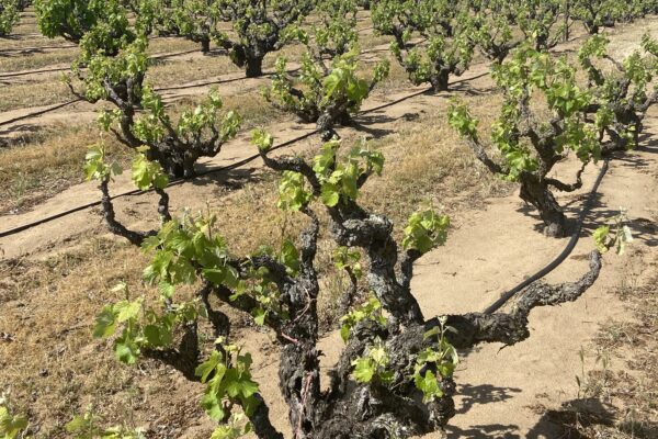 Heritage Vineyards 18