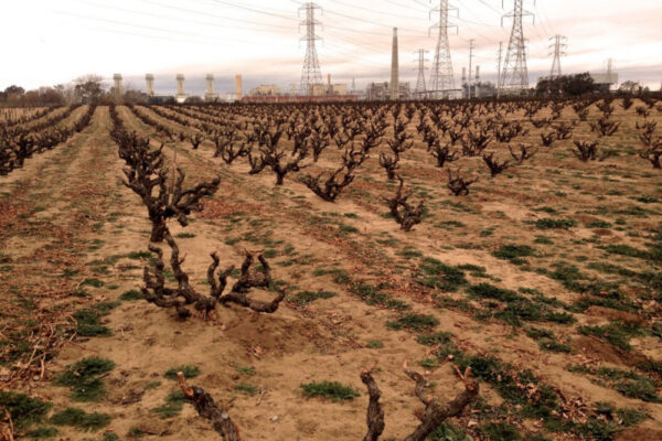 Heritage Vineyards 2