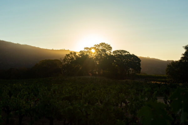 Heritage Vineyards 4