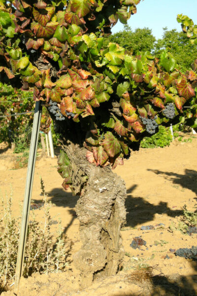 Heritage Vineyards 6