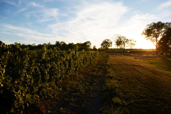 Heritage Vineyards 8