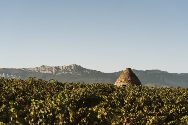 A New Legend: Viña Alberdi Reserva Selección Especial 2021 1