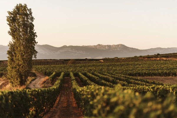A New Legend: Viña Alberdi Reserva Selección Especial 2021 2